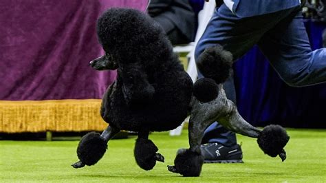 sage the poodle dog show